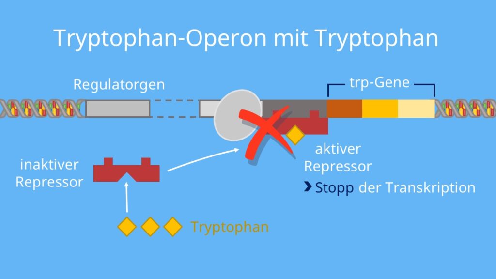 Tryptophan, aktiver Repressor, Produktrepression, Transkription, DNA, RNA Polymerase
