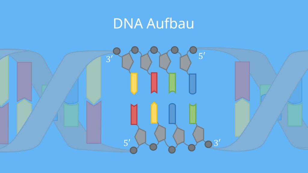 DNA, RNA, Nukleotide, DNA Basen, Proteinbiosynthese, Gen, Phosphat, Doppelhelix, Desoxyribose