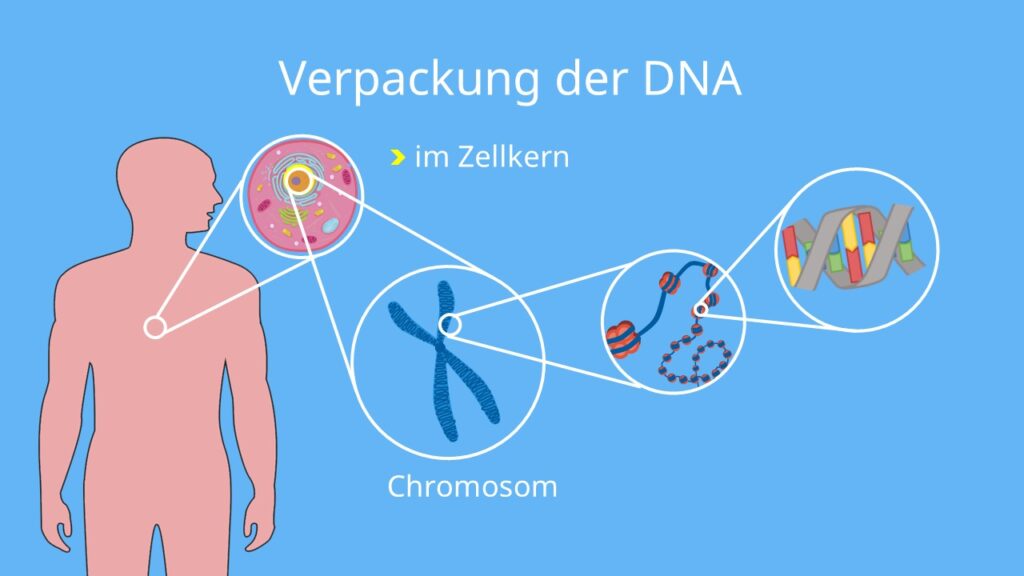 mRNA, DNA, RNA Polymerase, Matrizenstrang, Zellkern, Nukleotide, DNA Basen, Proteinbiosynthese