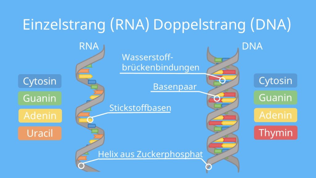 DNA, RNA, Einzelstrang, Doppelstrang, Thymin, Uracil, Desoxyribose, Ribose, Nukleinsäure