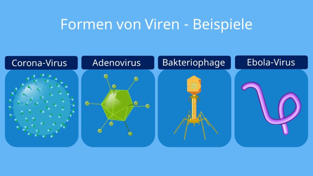 Formen von Viren – Beispiele, formen von viren, virus, viren, viren aufbau, aufbau von viren, aufbau viren, welche viren gibt es, aufbau eines virus, virus aufbau, bau von viren, viren beispiele, haben viren einen zellkern, viren aussehen, viren bau, was sind viren, aufbau einer vire, viren steckbrief, was sind viren einfach erklärt, bau und vermehrung von viren, viren zellkern, viren bedeutung, bau viren, aufbau virus, viren bestandteile, virenarten, viren aufbau arbeitsblatt, viren biologie, formen von viren, viren im körper, virus formen, virusarten beispiel
