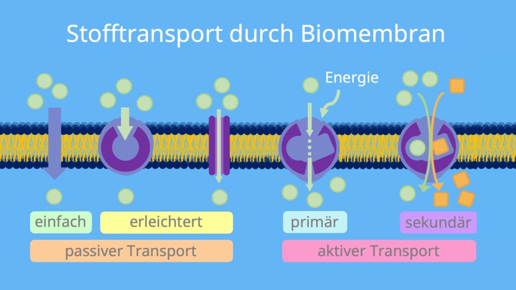 Stofftransport durch Biomembran, Stofftransport durch Biomembran Arbeitsblatt, Transportvorgänge biomembran, stofftransort, transport durch Biomembran, Biommebran Transportmechanismen, stofftransport zelle, biomembran transportvorgänge, konzentrationsgefälle, cotransport Biologie, endozytose, exozytose, endozcytose, exozytose, transportprozesse , aktiver Transport, passiver Transport, primär aktiver Transport, sekundär aktiver Transport