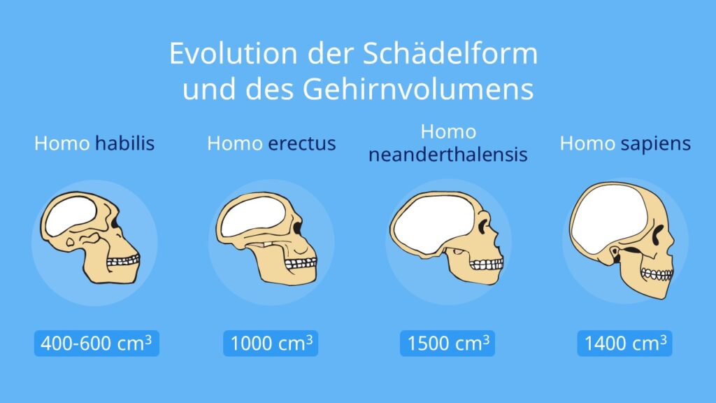 Evolution des Menschen, Schädel, Mensch, Homo, homo sapiens, homo erectus, homo neanderthalensis