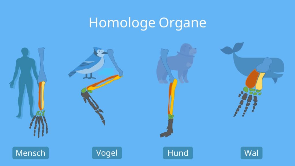 homologe Organe, Homologa, Vorderextremitäten Hund Mensch, Vögel, Wal, Knochen, Homologie, Beispiel