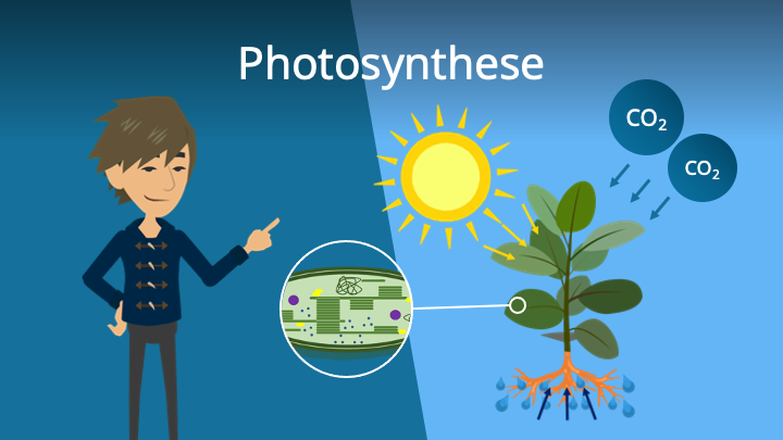 Zum Video: Photosynthese