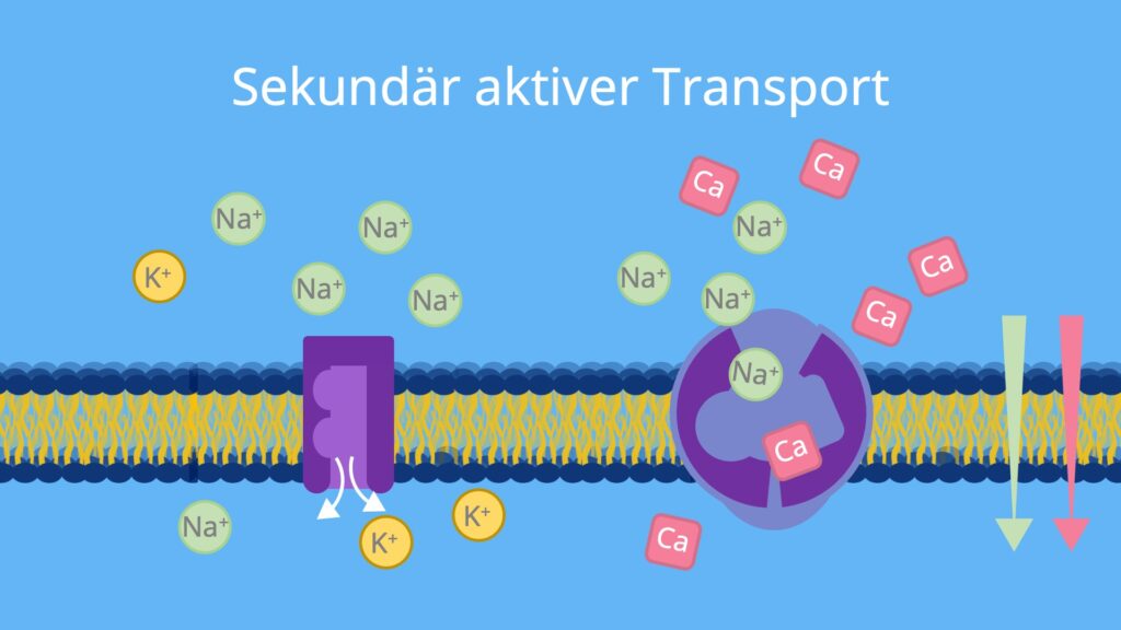aktiver transport, symport, sekundär aktiver transport, aktiver transport biomembran, transport durch biomembran, aktiver stofftransport