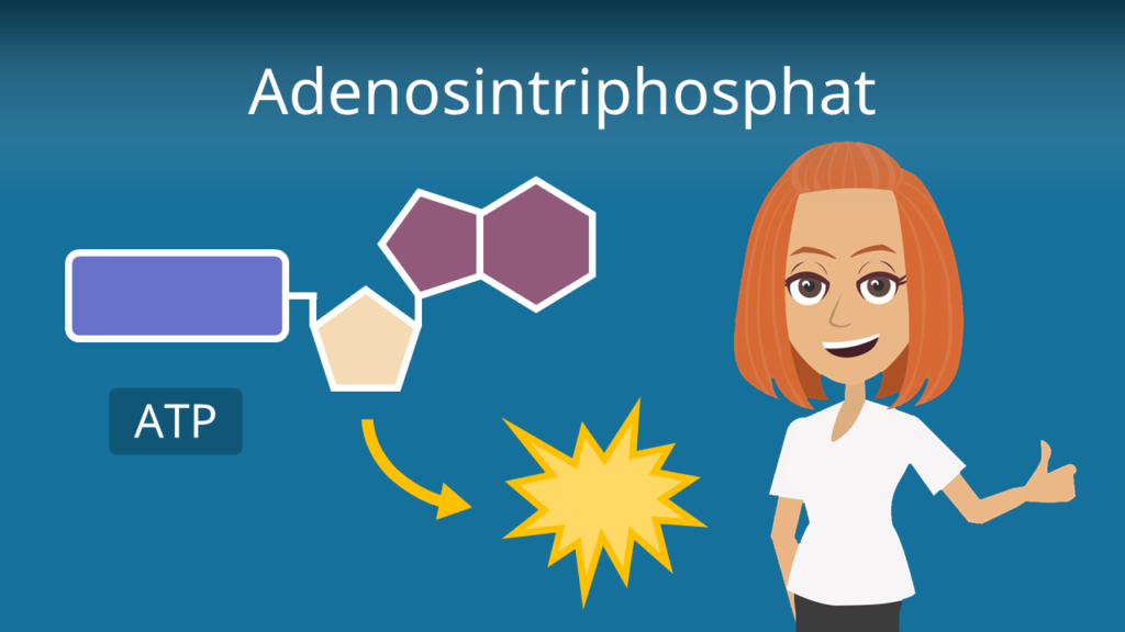 Zum Video: Adenosintriphosphat