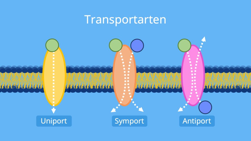 aktiver transport, symport, primär aktiver transport, sekundär aktiver transport, aktiver transport biomembran, transport durch biomembran, aktiver stofftransport