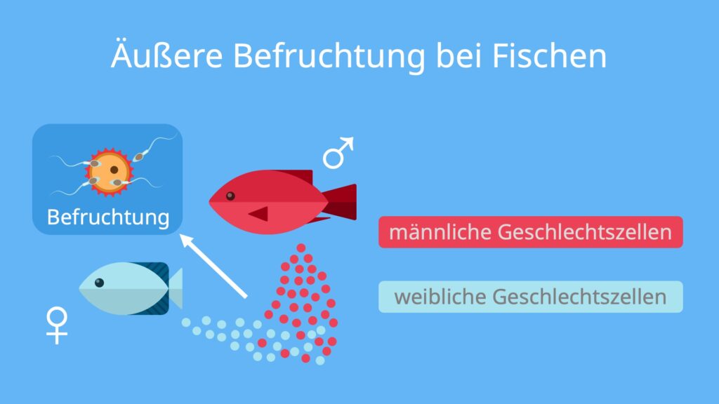 Geschlechtliche Fortpflanzung, Geschlechtliche Fortpflanzung bei Fischen, äußere Befruchtung, Geschlechtszellen