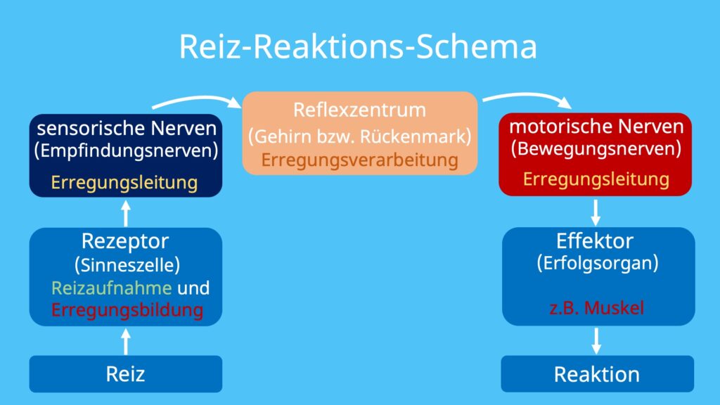 Reiz-Reaktions-Schema