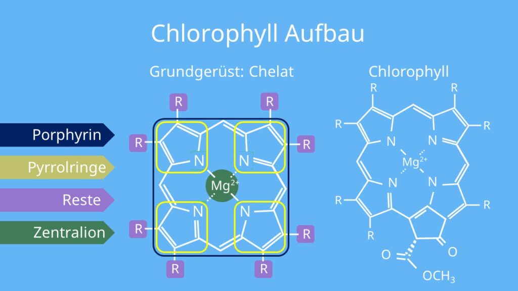 Porphyrin, Chlorophyll Aufbau, Chlorophyll Struktur, Strukturformel, Photosynthese, Pyrrol, Chlorophyll, chlorophyl, was ist chlorophyll, blattgrün, chlorophyll a, chlorophylle, chlorophor, clorophyl, chlorophyll a und b, chlorophyll pflanzen, chlorophyll pflanze, chlorophyll b, clorophyll, chlorophyll definition, chlorophyll photosynthese, chlorophyll aufbau, chlorophyll funktion, chlorophyll was ist das, grüner farbstoff pflanzen, chelat