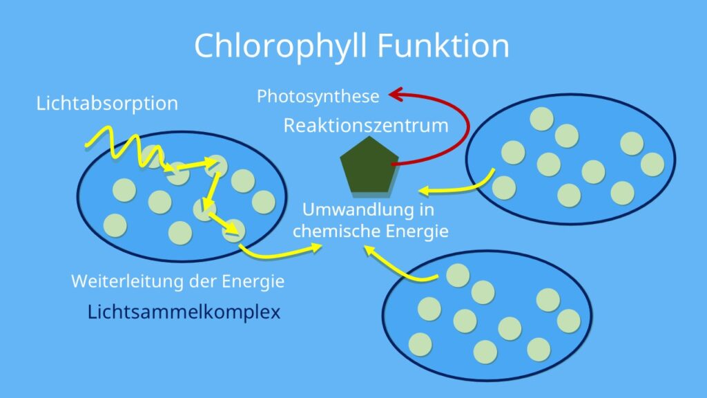 Lichtsammelkomplex, Photosynthese, Chlorophyll, Reaktionszentrum, Chlorophyll, chlorophyl, was ist chlorophyll, blattgrün, chlorophyll a, chlorophylle, chlorophor, clorophyl, chlorophyll a und b, chlorophyll absorptionsspektrum, chlorophyll pflanzen, chlorophyll pflanze, chlorophyll b, absorptionsspektrum chlorophyll, clorophyll, chlorophyll definition, chlorophyll photosynthese, chlorophyll aufbau, chlorophyll funktion, chlorophyll was ist das, chlorophyll giftig, grüner farbstoff pflanzen