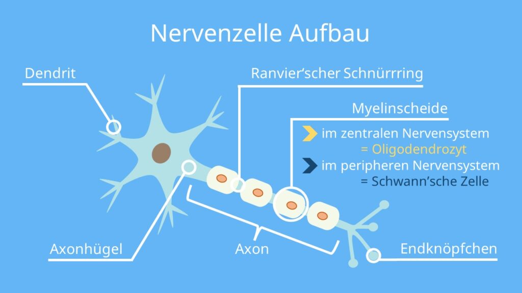 Myelinscheide, myelin, neuron, nervenzelle, erregung, erregungsweiterleitung, myelinisierung, markscheide, myelinscheide funktion, ranvier, ranvierscher schnürrring, schnürring, myelinschicht, neuron aufbau ausführlich, markscheiden, myelinscheiden, was ist myelin, myelinscheide definition, neuron aufbau, nervenzelle aufbau, myelin aufbau, myelinscheide aufbau, myelinschicht aufbau, myelin nerv, nerv myelin, neuron myelin, saltatorische erregungsleitung, markhaltige nervenzelle, markhaltig, marklose nervenzelle, marklos, markvoll, myelin sheath, myelinisiert, axon, myelinisiertes axon, axon myelin, axon aufbau, nerv axon, nervenzelle axon