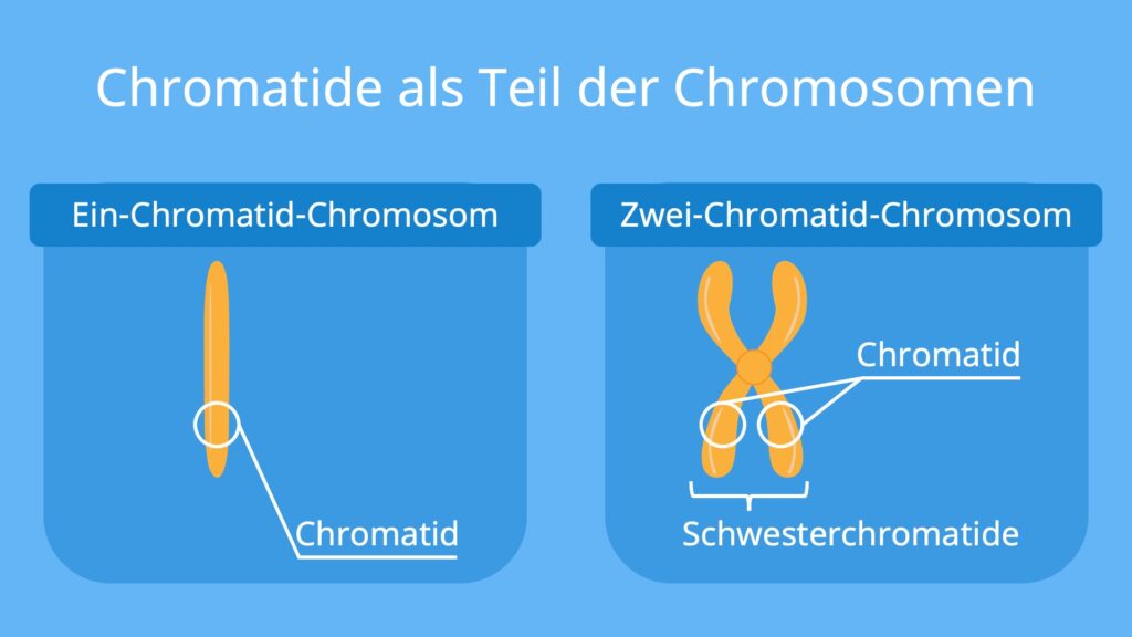 Chromatid, was ist ein Chromatid?,Chromatid Chromosomen, Ein Chromatid Chromosomen, 1 Chromatid Chromosomen, zwei Chromatid Chromosomen, 2 Chromatid Chromosomen
