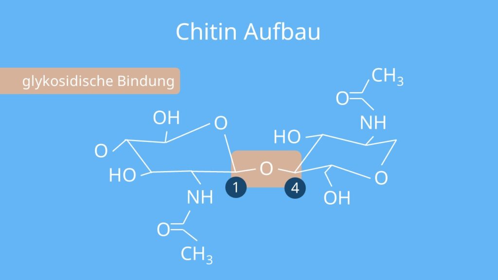 Chitin, Chitin Strukturformel, N-Acetylglucosamin, N-Acetyl-D-glucosamin, chitin aufbau, aufbau chitin