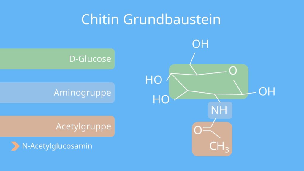 Chitin, N-Acetyl-D-Glucosamin, N-Acetylglucosamin, Strukturformel N-Acetylglucosamin, Strukturformel Chitin, chitin aufbau, aufbau chitin