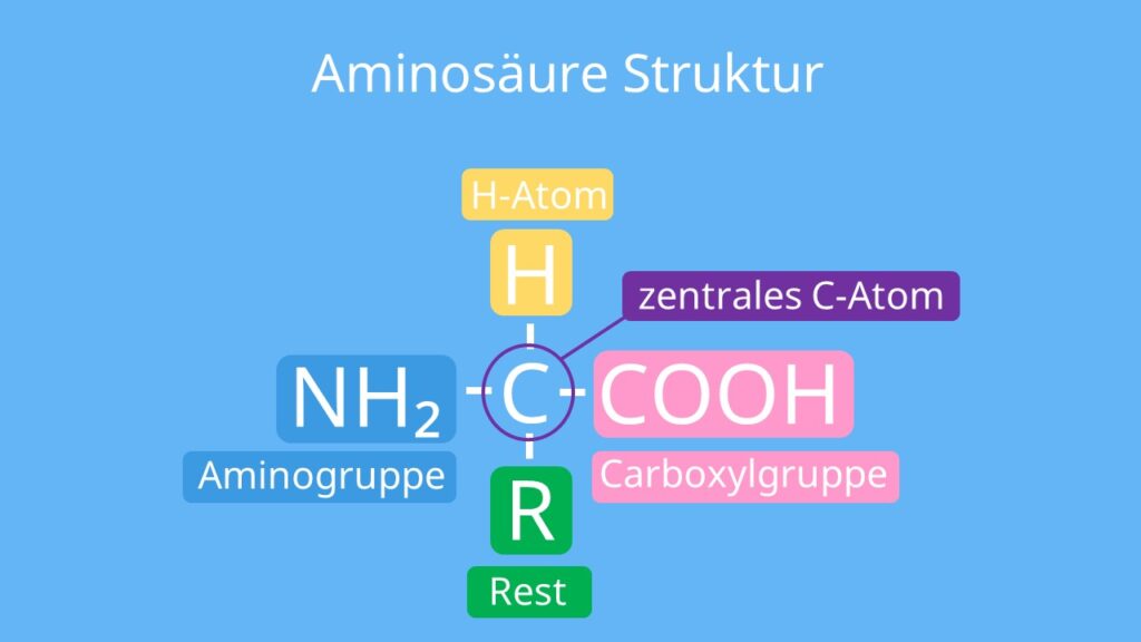 protein, Eiweiß, Essentielle Aminosäure, amino acids, Proteinogene Aminosäuren, was sind Aminosäuren,  aminosäuren Lebensmittel,  strukturformel aminosäuren, struktur aminosäuren