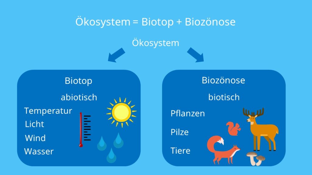 Abiotische Faktoren, Biotische Faktoren, Biozönose, Biotope, Ökosystem, Überblick, Unterteilung