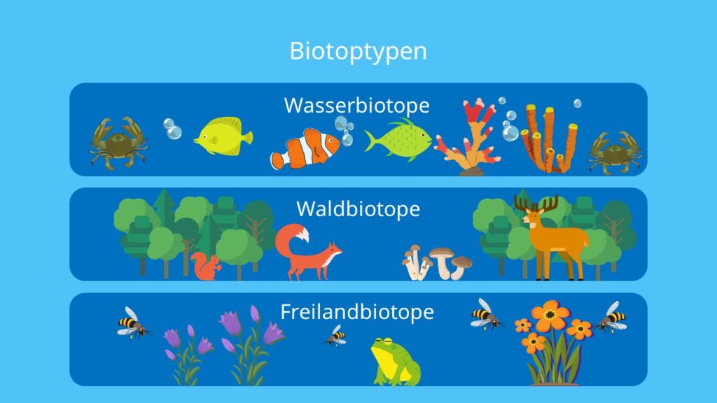 Wasserbiotop, Waldbiotop, Freilandbiotop, Feuchtbiotop, Wüstenbiotop, Küstenbiotop, Biotop, Biozönose, Ökosystem