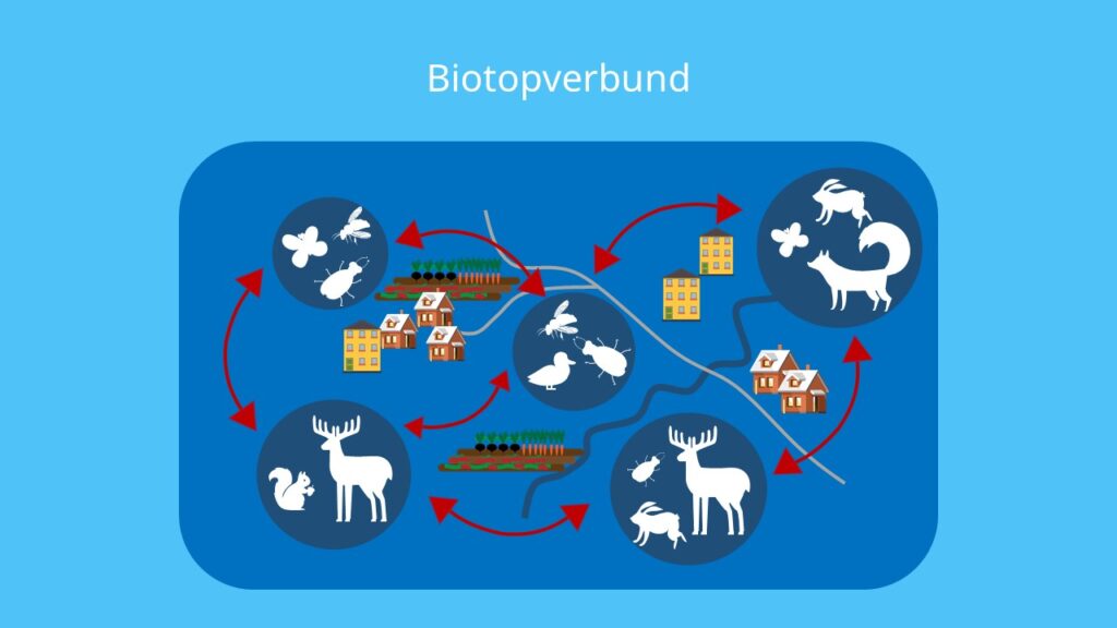 Biotopvernetzung, Lebensraum, Biotop, Biozönose, Vernetzen, Reviere, Migration, Dispersion