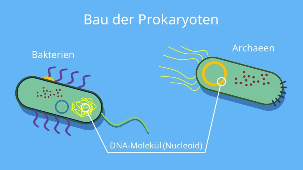 Bau der Prokaryoten, Einzeller, Prozyte, Bakterium, Archaeen