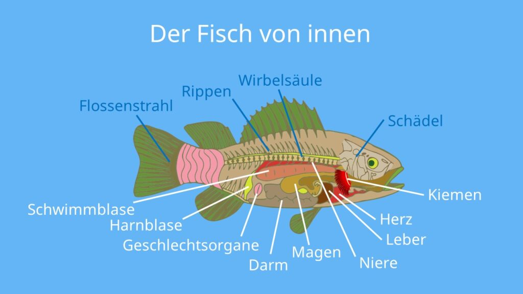 Der Fisch von innen, anatomie Fisch, fisch organe, körperbau fisch, fische wirbelsäule, haben fische eine wirbelsäule, fisch flossen, merkmale fische, fisch beschreibung, fisch skelett beschriftet, körperformen fische