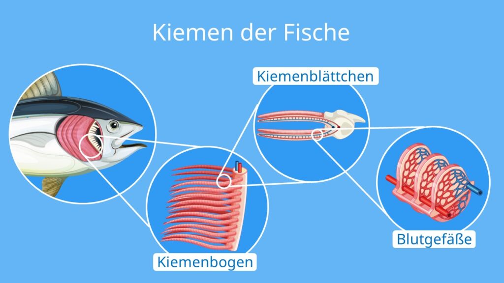 aufbau Fisch, Fisch kiemen, fisch organe, fisch anatomie, fisch aufbau, fische aufbau, fisch merkmale, körperformen fische