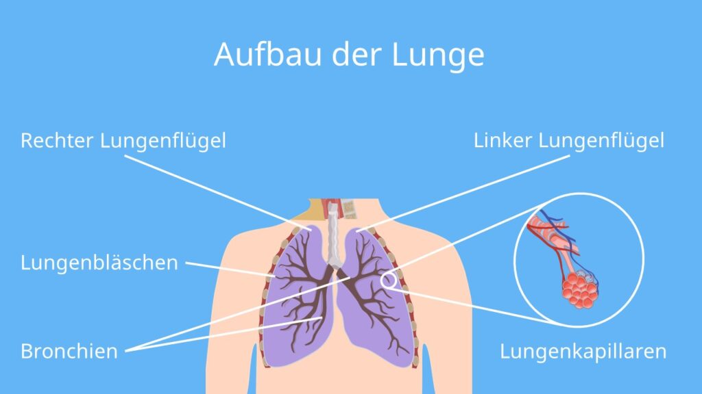 Aufbau Lunge, Atmungsorgane, Lungenkapillaren, Lunge Anatomie, Die Lunge, Alveolen Aufbau, Wo liegt die Lunge im Körper, Wo liegt die Lunge, Lungenbläschen Aufbau, Wo ist die Lunge