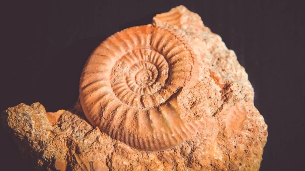Ammonit, Fossilien, Versteinerung Fossilien, Ammoniten, Wie entstehen Fossilien