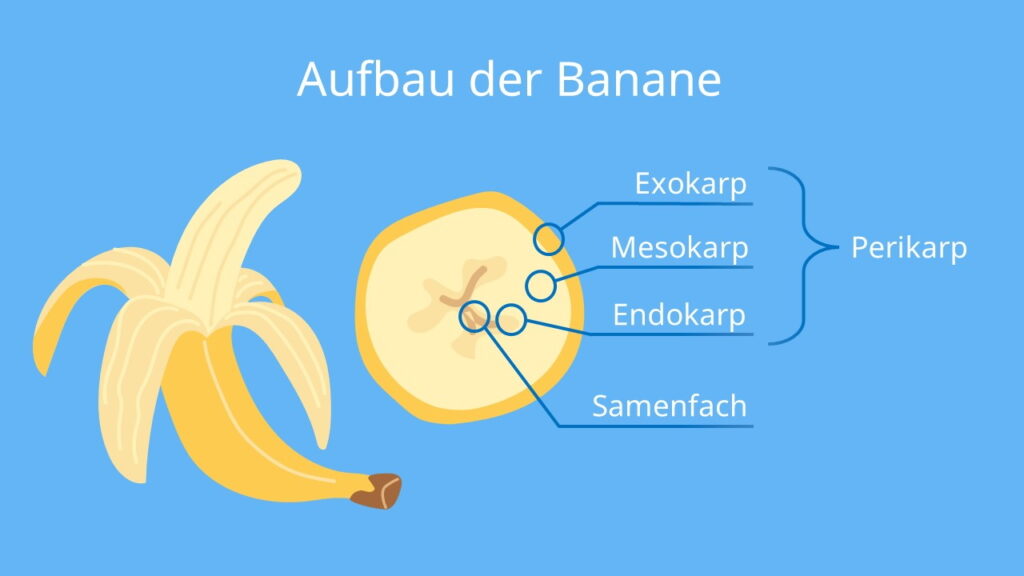 banane beere, sind bananen beeren, ist eine banane eine beere, ist banane eine frucht, ist die banane eine beere, ist banane eine beere, bananen sind beeren, bananen beeren, was sind beeren, beere aufbau, banane aufbau, aufbau banane, banane perikarp, banane mesokarp, banane endokarp, banane samen, banane exokarp, banane querschnitt, banane querschnitt beschriftet