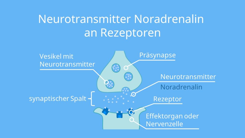 Noradrenalin, Norepinephrin, Norepinephrine, Noradrenalin Wirkung, Was ist Noradrenalin