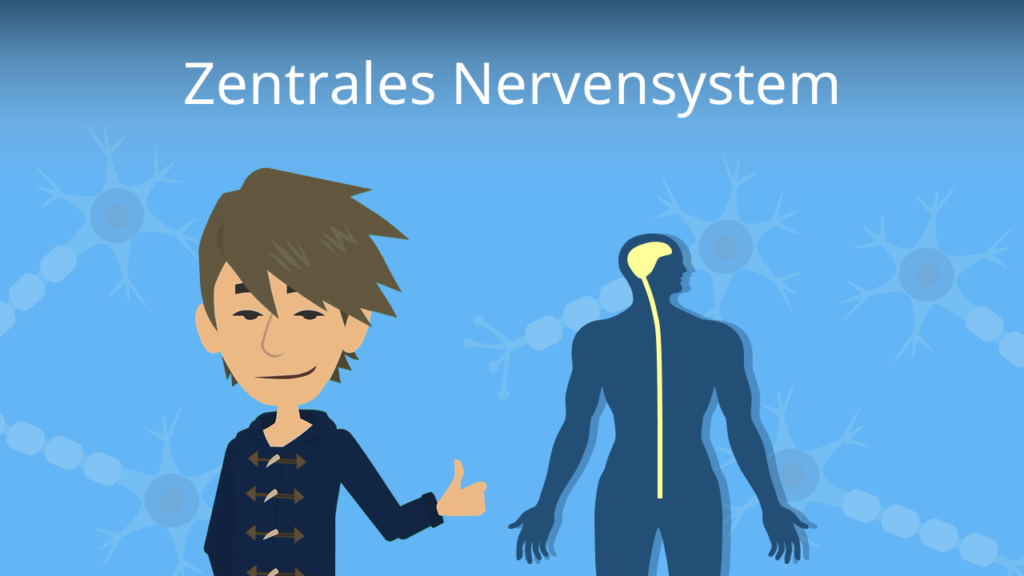 Zum Video: Zentrales Nervensystem