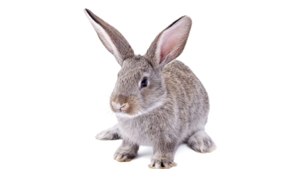 kaninchen steckbrief, kaninchen, kaninchen foto, das kaninchen, kaninchen bild, steckbrief kaninchen, kaninchen aussehen ein kaninchen, aussehen kaninchen