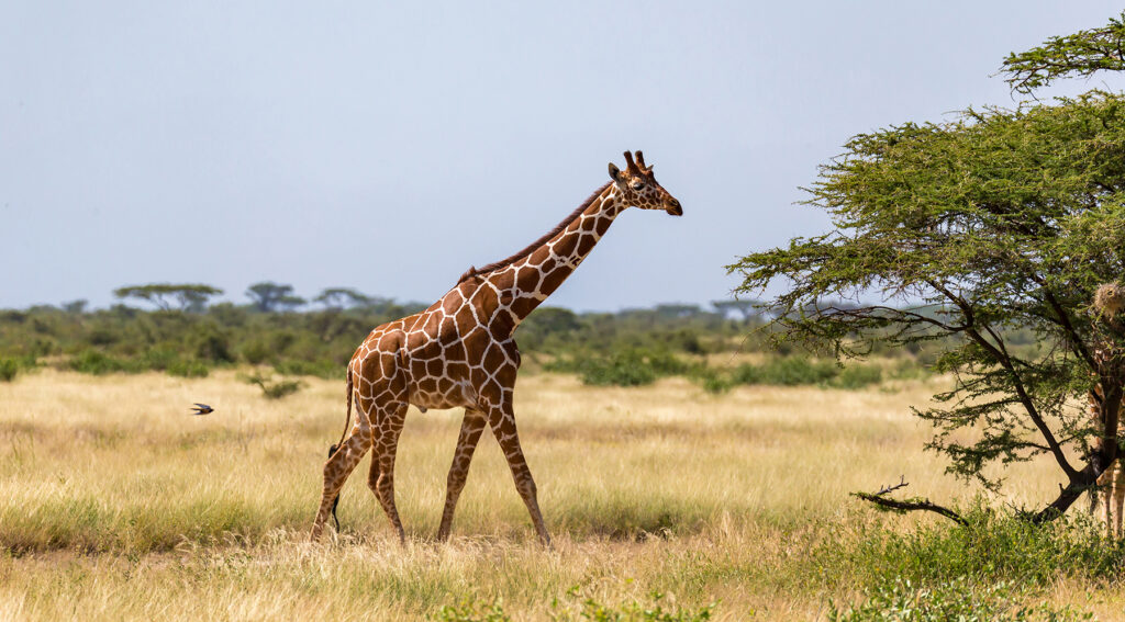 das größte tier der welt, was ist das größte tier der welt, größtes tier der welt jemals, größtes tier der welt,  größten tiere, größten tiere der welt, wie groß ist das größte tier der welt, größtes landtier der welt, tiere nach größe geordnet, was ist das größte tier, größter wal der welt, größtes tier der welt jemals, Giraffe, Masai Giraffe, größte Giraffe der Welt