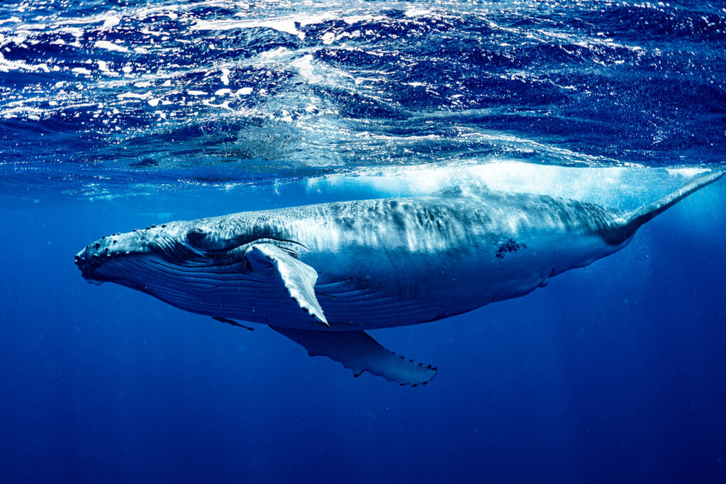 Alttext:das größte tier der welt, was ist das größte tier der welt, größtes tier der welt jemals, größtes tier der welt,  größten tiere, größten tiere der welt, wie groß ist das größte tier der welt, größtes landtier der welt, tiere nach größe geordnet, was ist das größte tier, größter wal der welt, größtes tier der welt jemals, Blauwal, größter Wal, was ist der größte Wal