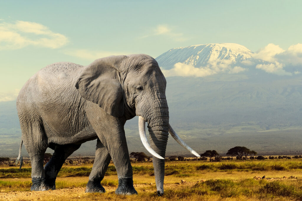 das größte tier der welt, was ist das größte tier der welt, größtes tier der welt jemals, größtes tier der welt,  größten tiere, größten tiere der welt, wie groß ist das größte tier der welt, größtes landtier der welt, tiere nach größe geordnet, was ist das größte tier, größter wal der welt, größtes tier der welt jemals, Elefant, Afrikanischer Elefant, größter Elefant der Welt