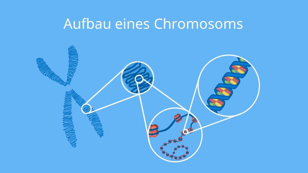 Chromosom, Chromatid, Zentromer, Nukleosom, Histon, Autosom, Gonosom, DNA