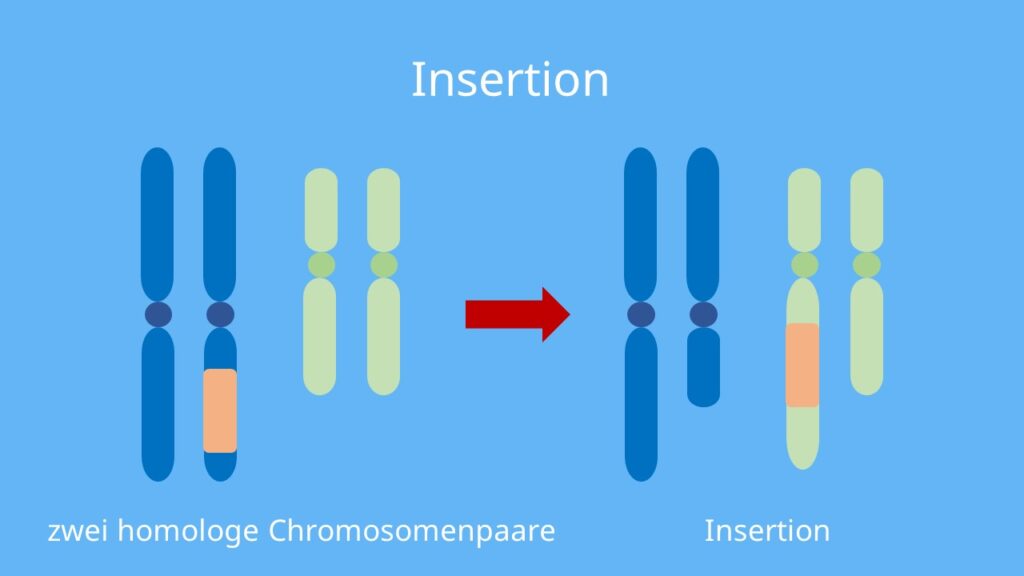 Chromosomenmutation, Chromosomenaberation, Chromosom, Insertion