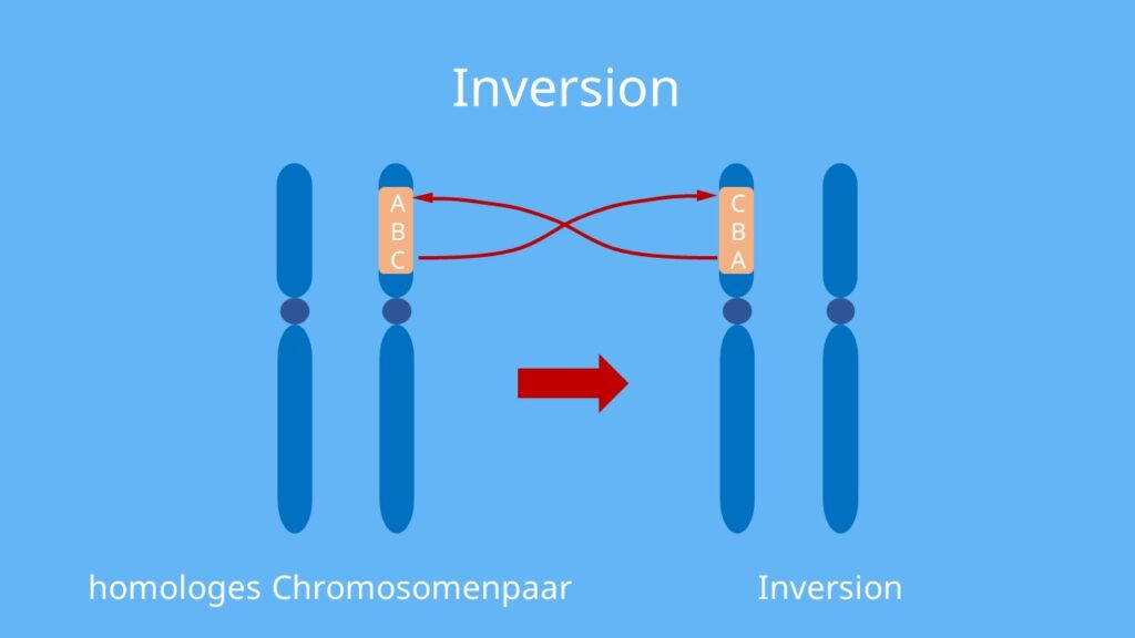 Chromosomenmutation, Chromosomenaberation, Chromosom, Inversion