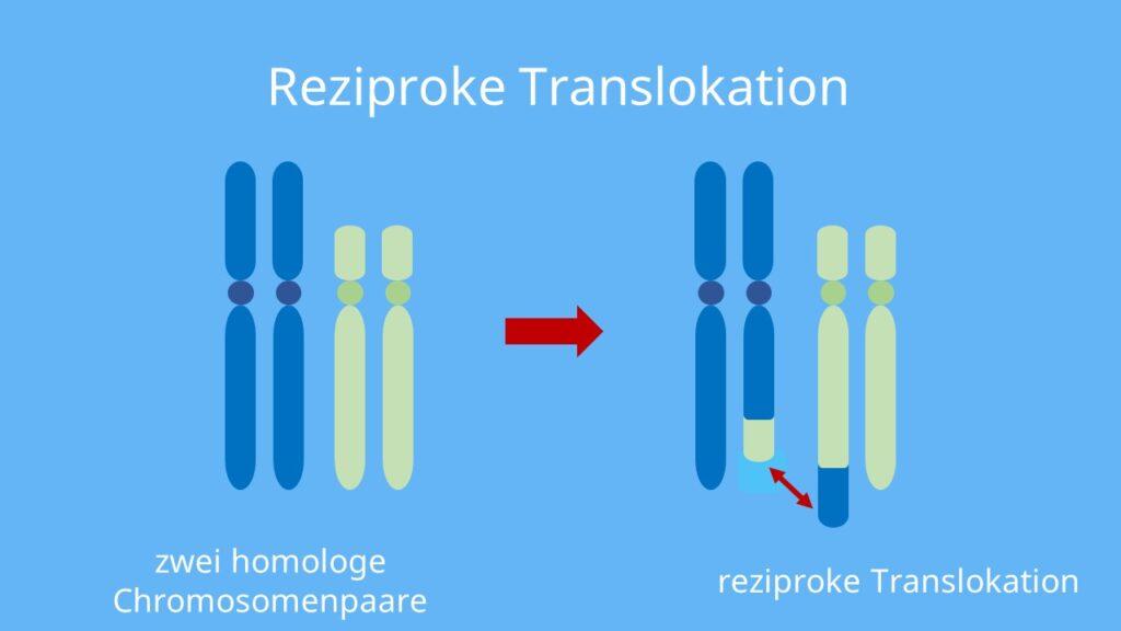Chromosomenmutation, Chromosomenaberation, Chromosom, Translokation, reziproke Translokation