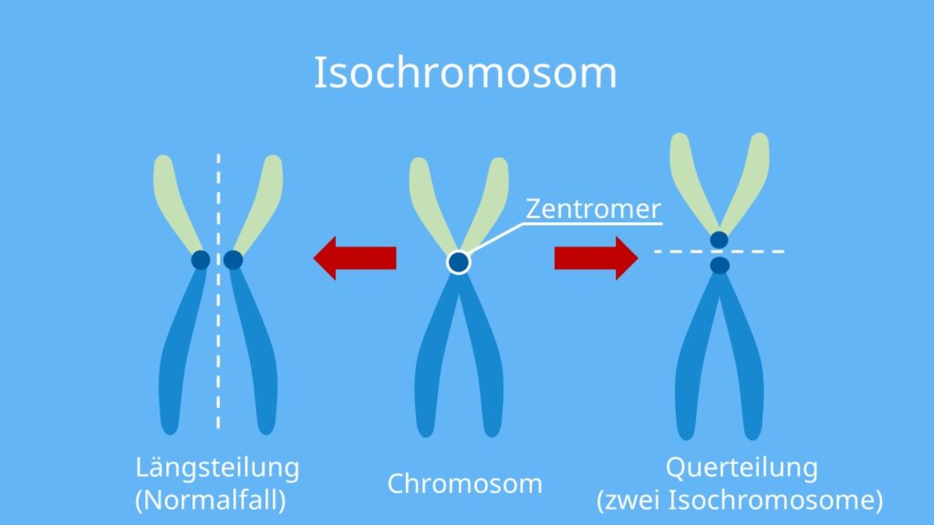 Chromosomenmutation, Chromosomenaberation, Chromosom, Isochromosom