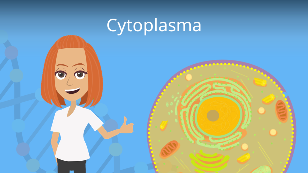 Zum Video: Cytoplasma