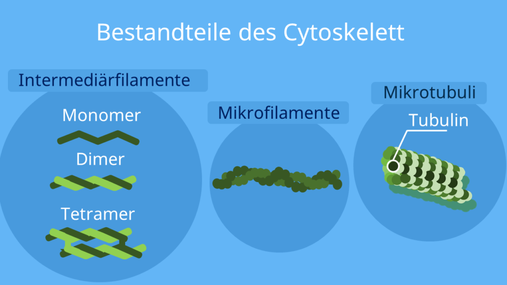 Intermediärfilamtente, Mikrofilamente, Mikrotubuli, Cytoskelett, Zytoskelett