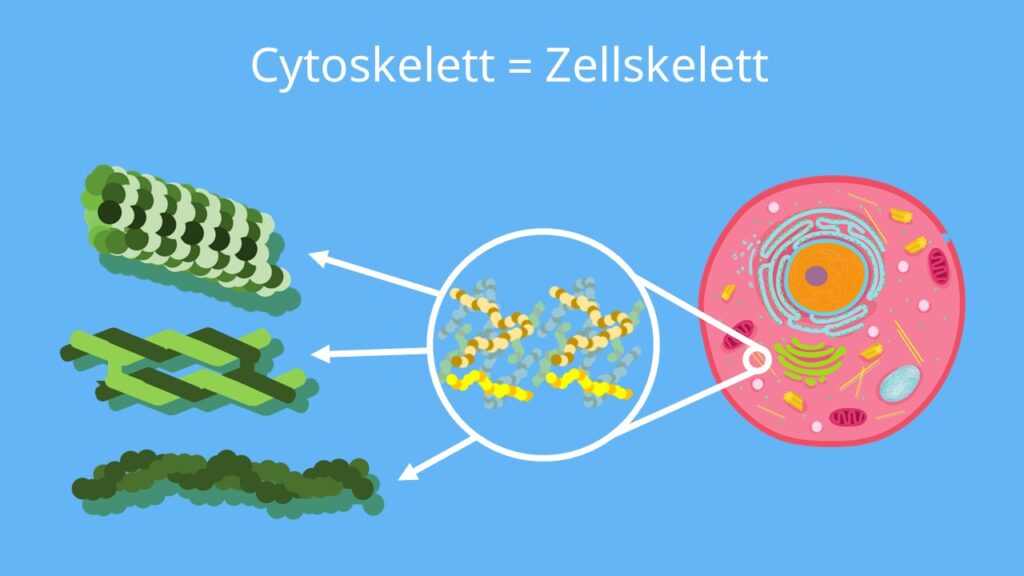 Cytoskelett, Zellskelett, Mikrofilamente, Mikrotubuli, Intermediärfilamente
