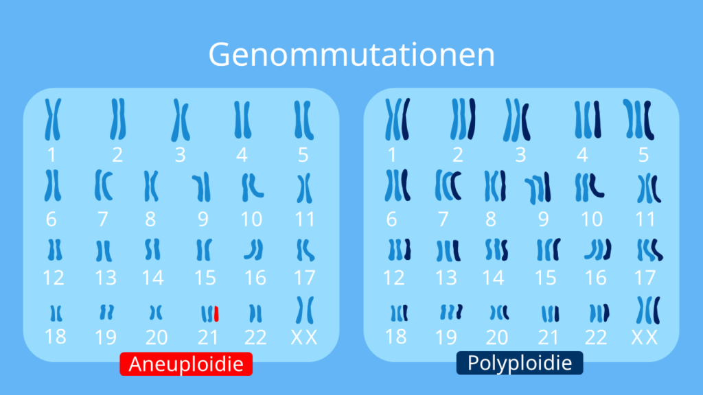 Genommutation, Aneuploidie, Polyploidie, Mutationsarten, was ist eine Mutation, Mutationsformen, Mutationstypen, Arten von Mutationen, was sind Mutationen, Mutation einfach erklärt, mutation beispiele
