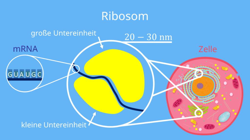 Ribosom, mRNA, Zelle, Ribosom in der Zelle, Tierzelle, Pflanzenzelle