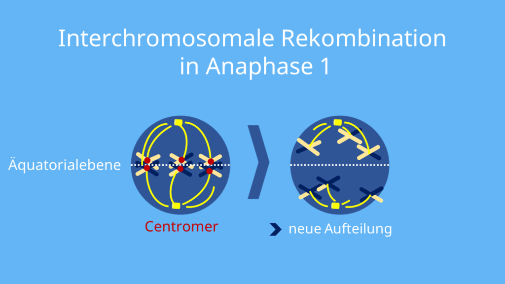 Homologe Rekombination,  Nicht-homologe Rekombination, Doppelstrangbruch, DNA-Reparatur