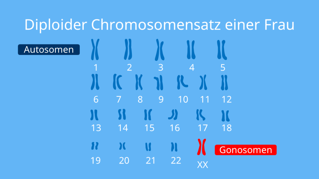 Diploider Chromosomensatz einer Frau, homologe Chromosomen, Genommutation, Genom, Polyploidie, Gonosomen, Autosomen