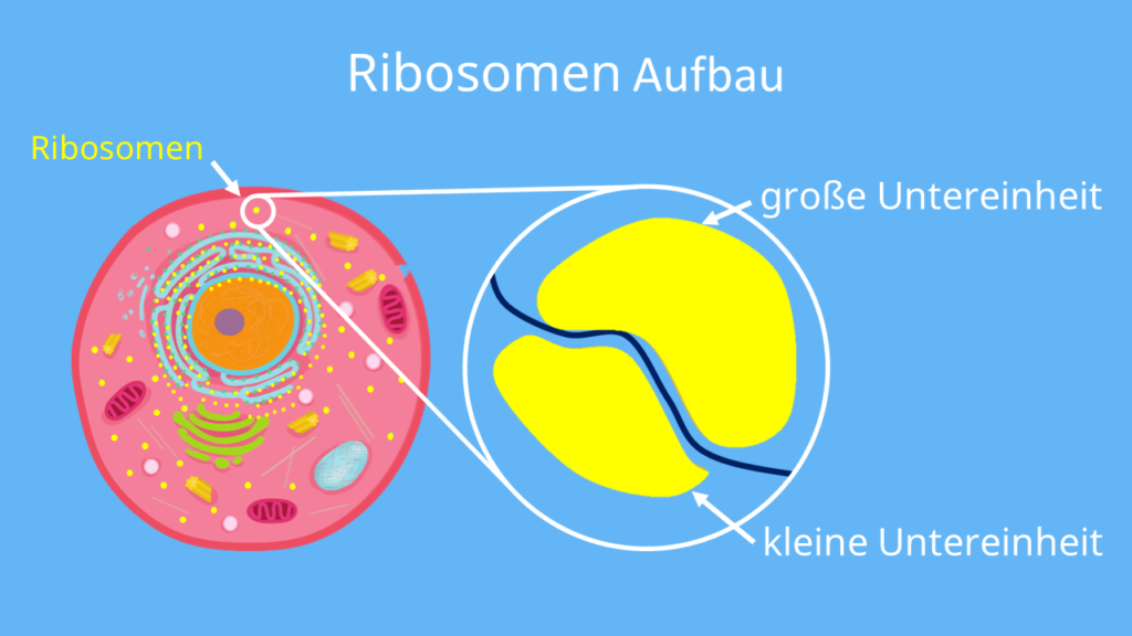 ribosome ribosomen aufbau, proteinbiosynthese abbildung, ribosomen aufgabe, aufbau ribosomen, aufgabe ribosomen, ribosomen zeichnung, 70s ribosomen, was ist ein ribosom, ribosomen definition, ribosomen funktion, funktion ribosomen, ribosom funktion, mitochondrien ribosomen, ribosom größe, ribosom translation, 80s ribosomen, ribosomen prokaryoten, funktion der ribosomen, ribosomen vorkommen, ribosomen einfach erklärt, ribosom aufgabe, ribosom einfach erklärt, funktion ribos