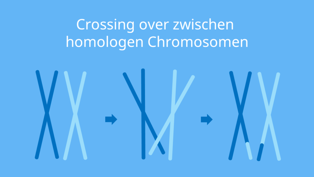Chromosomen, crossing over, crossover, Rekombination
